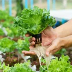 Bolstering Green Habits: Unveiling the Power of Hydroponic Systems for Sustainable Cultivation