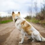 Wildlife and Our Pets: The Impact of Biodegradable Dog Poo Bags on Ecosystem Health